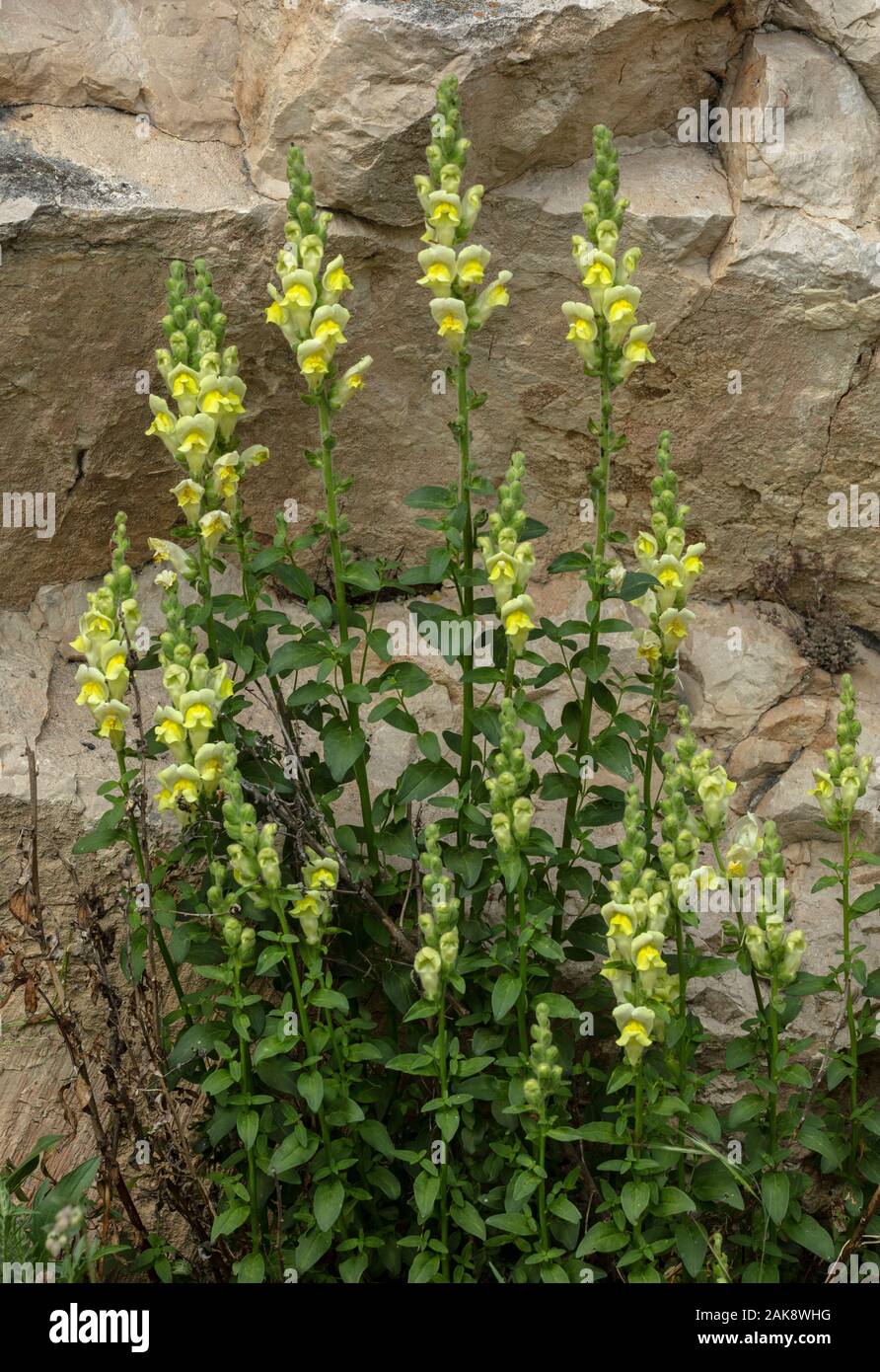Snapdragon Flower Habitat