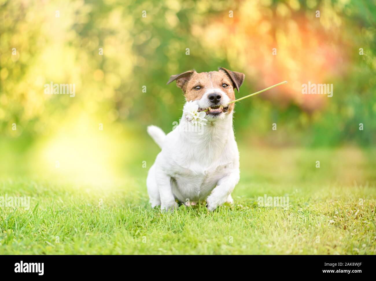 Dog running to gift flower as Valentine day present Stock Photo