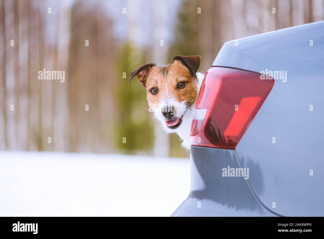 Hiking and outdoor pursuit concept with dog looking out of car trunk and forest in background Stock Photo