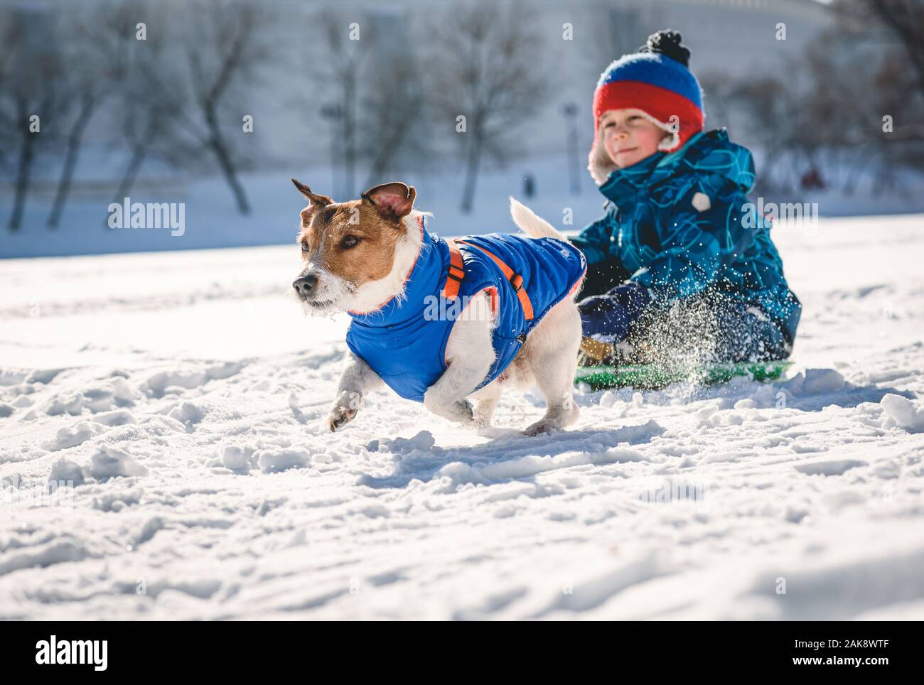 Dog pulling sledge with kid boy on high pace on sunny winter day Stock Photo