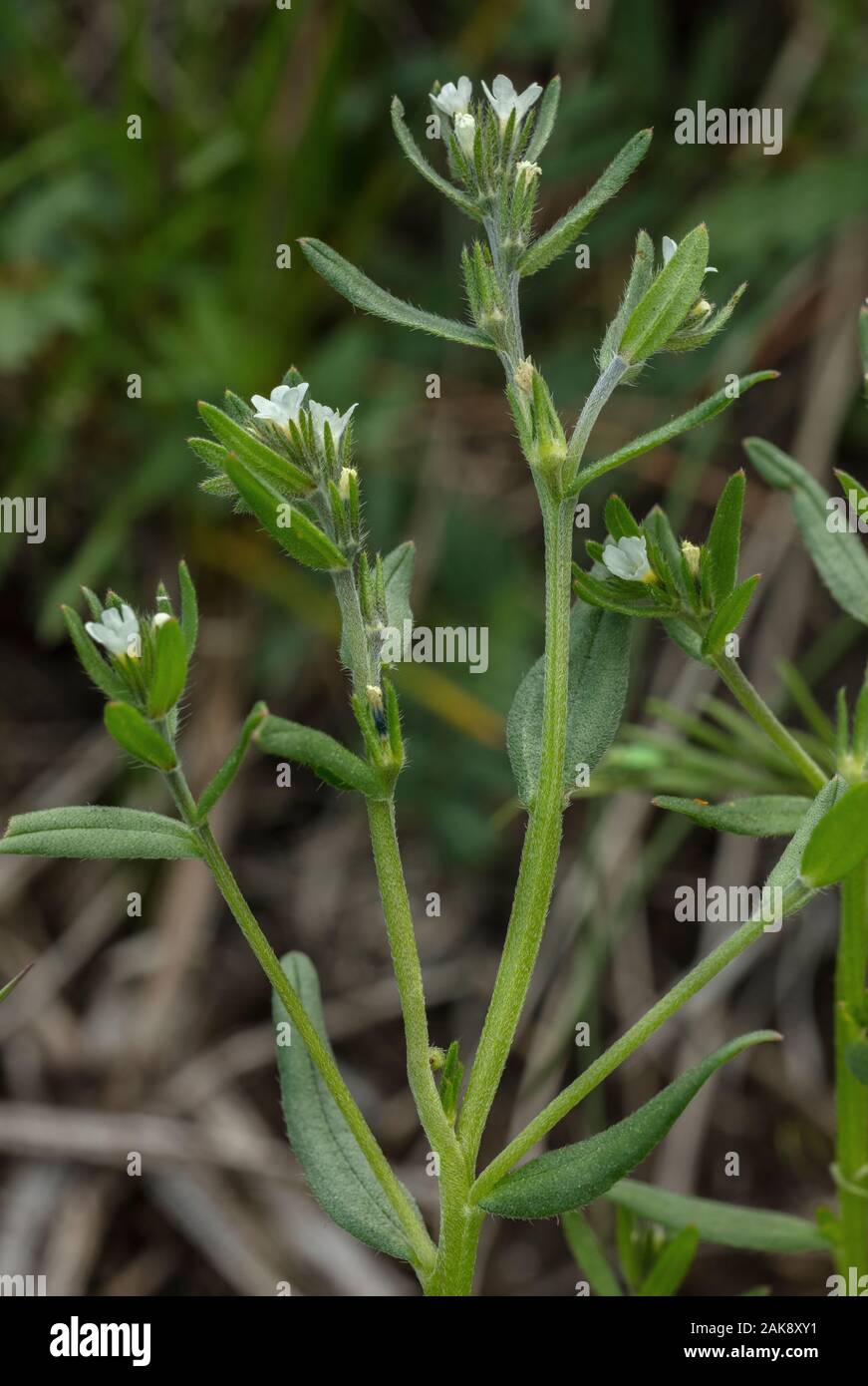Field Gromwell, Buglossoides arvensis, in flower in cornfield. Declining arable weed. Stock Photo