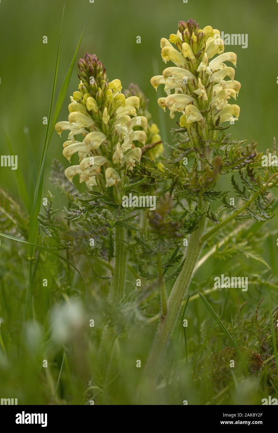 Crested Lousewort, Pedicularis comosa, in flower in alpine grassland, Queyras, France. Stock Photo