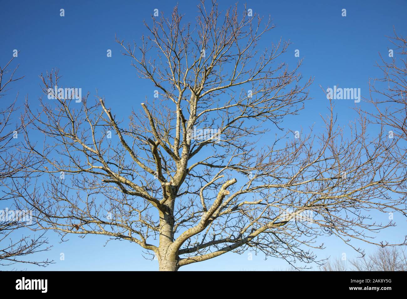 Tree silhouette against blue sky Stock Photo - Alamy