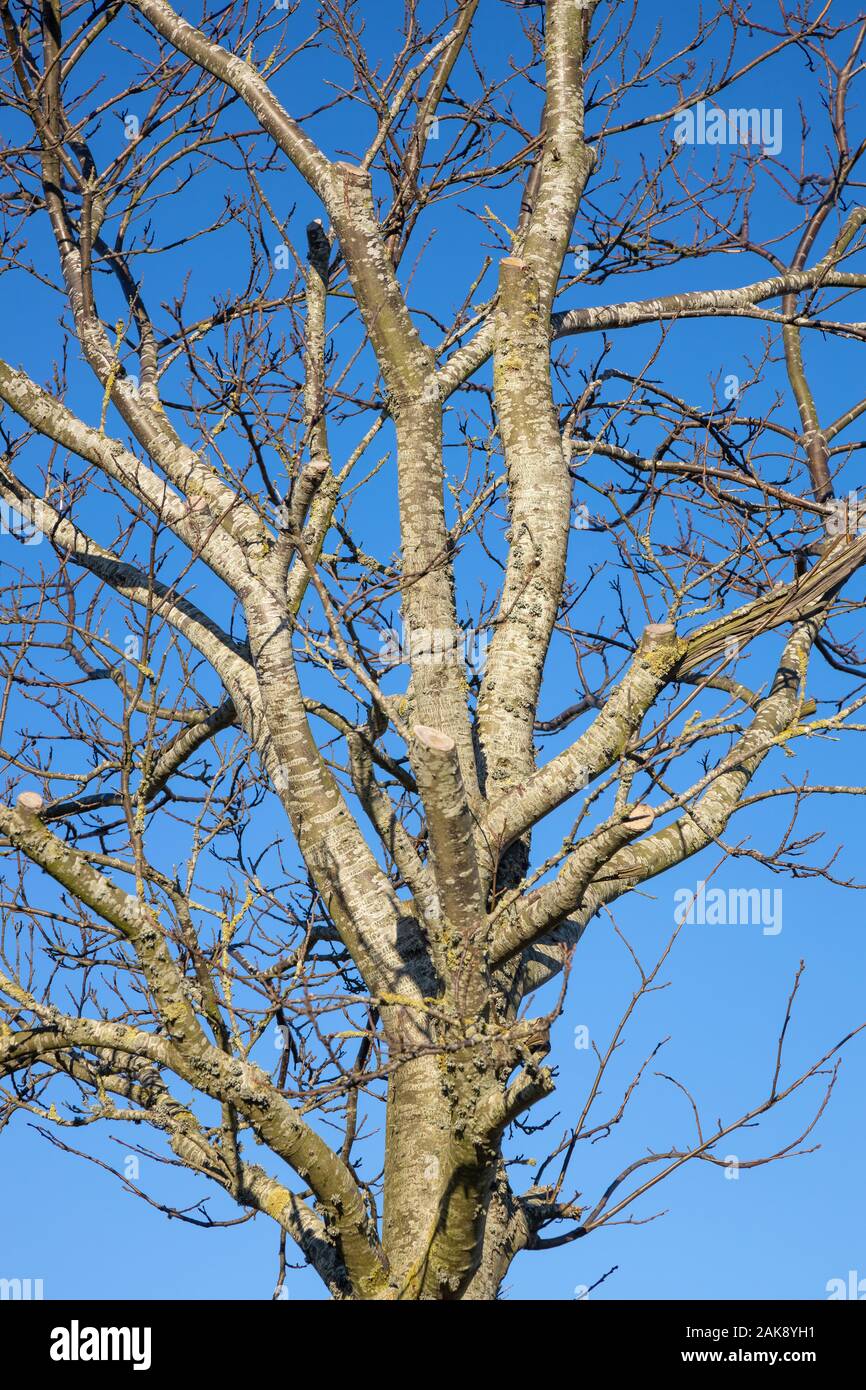 Tree silhouette against blue sky Stock Photo - Alamy