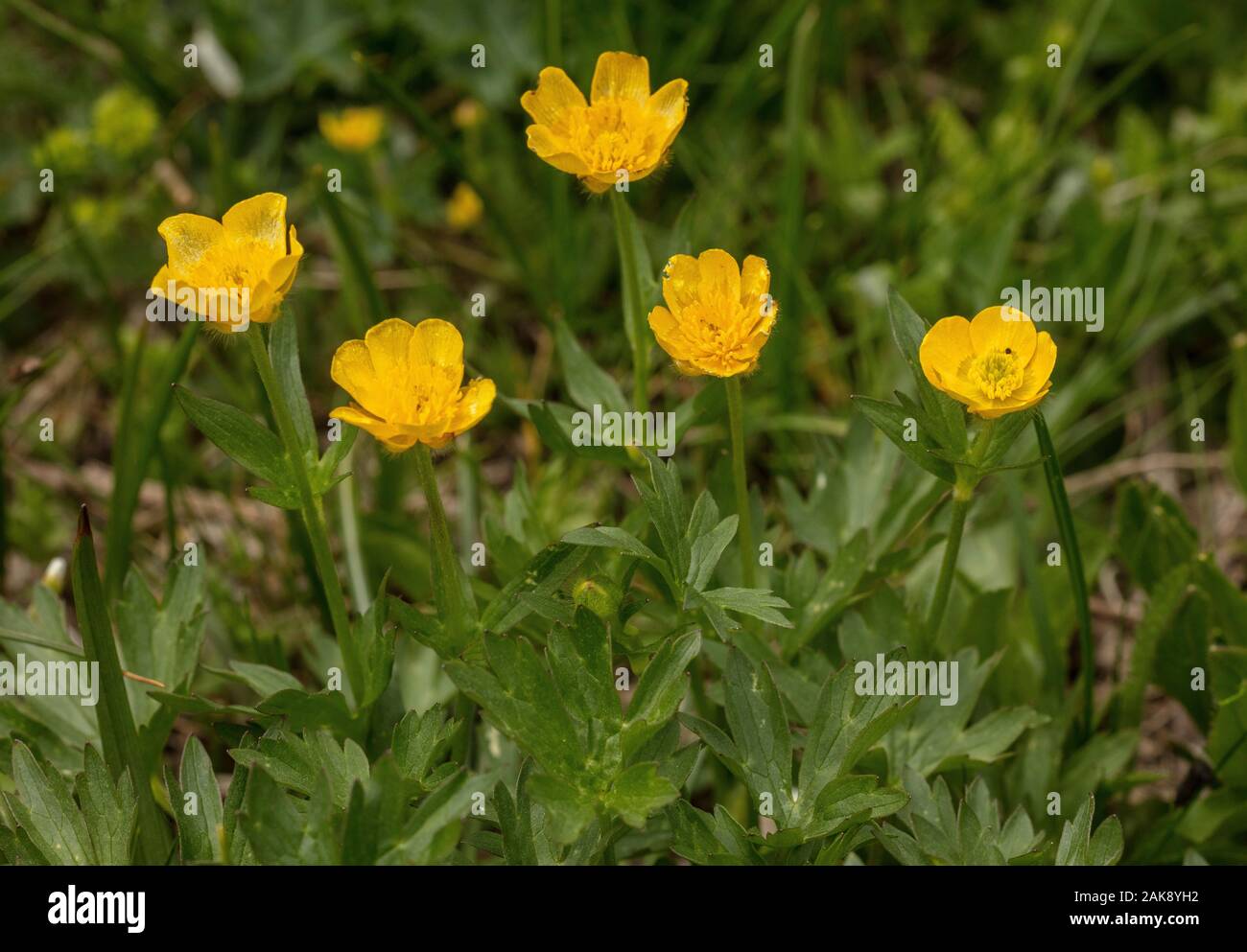Mountain Buttercup, Ranunculus montanus in flower in the french Alps. Stock Photo