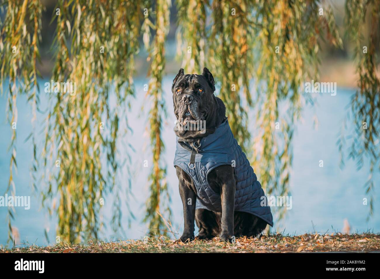 Black Cane Corso Dog Sitting Near Lake Under Tree Branches. Dog Wears