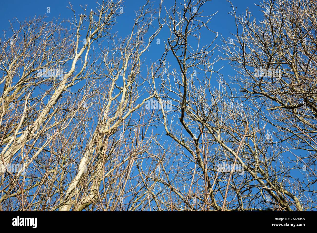 Tree silhouette against blue sky Stock Photo - Alamy
