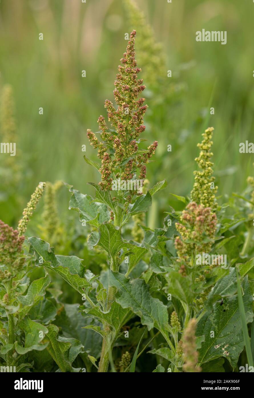 Good-King-Henry, Blitum bonus-henricus, in flower in the wild. Also grown in gardens. Stock Photo