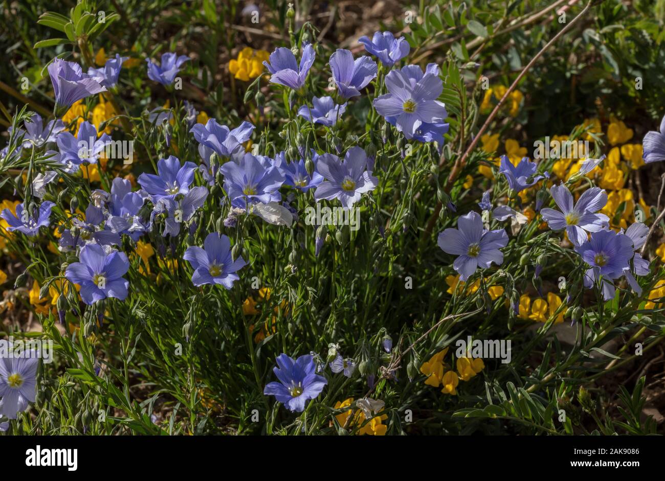 An alpine flax, Linum austriacum in flower in the french alps. Stock Photo