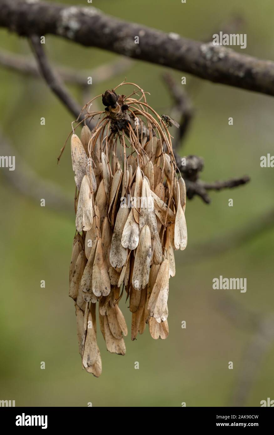 Ash tree, Fraxinus excelsior, coming into leaf, with last year's fruits. Stock Photo