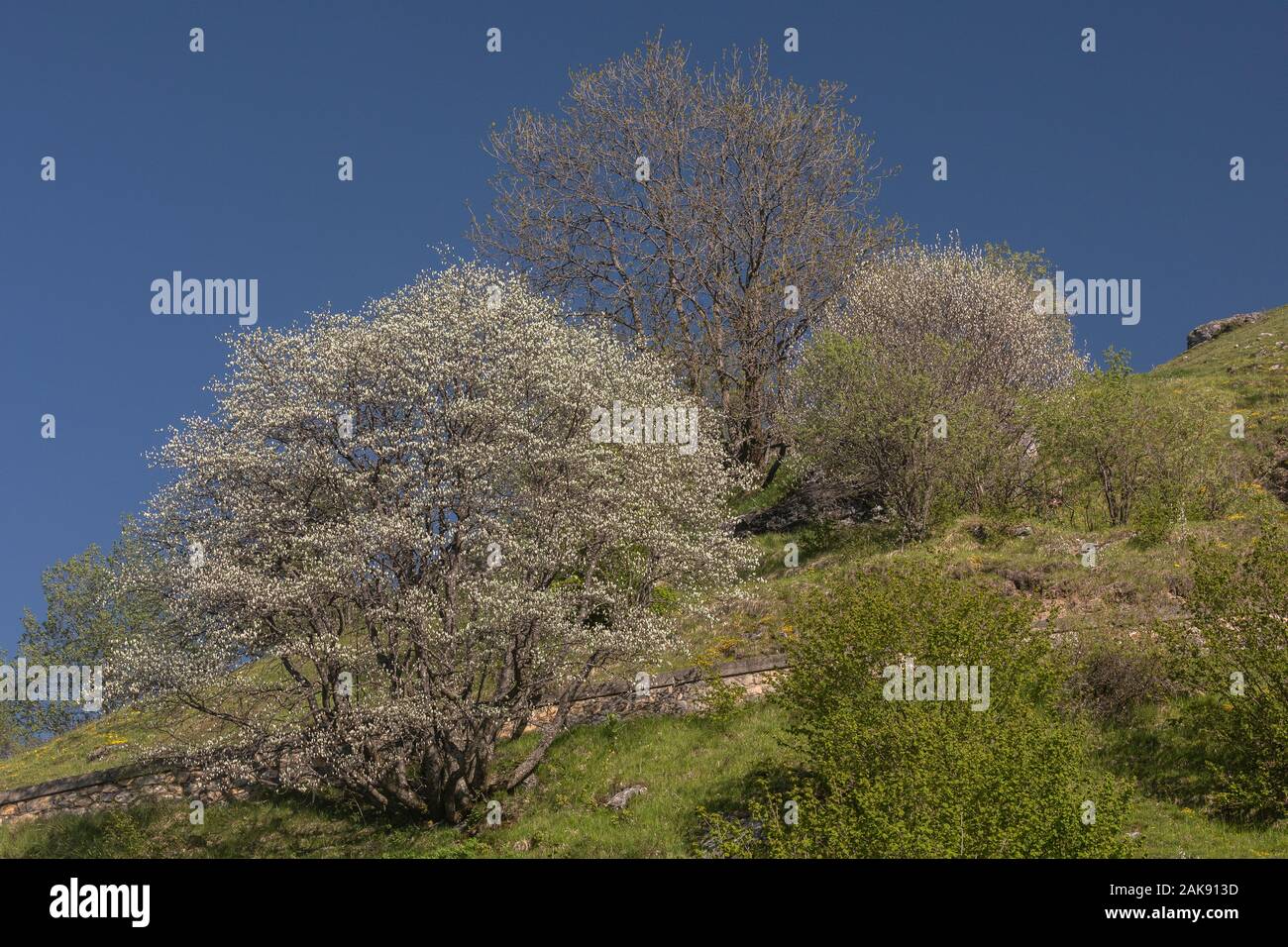 Whitebeam, Sorbus aria, just coming into leaf, showing white undersides of leaves. Spring. Maritime Alps. Stock Photo