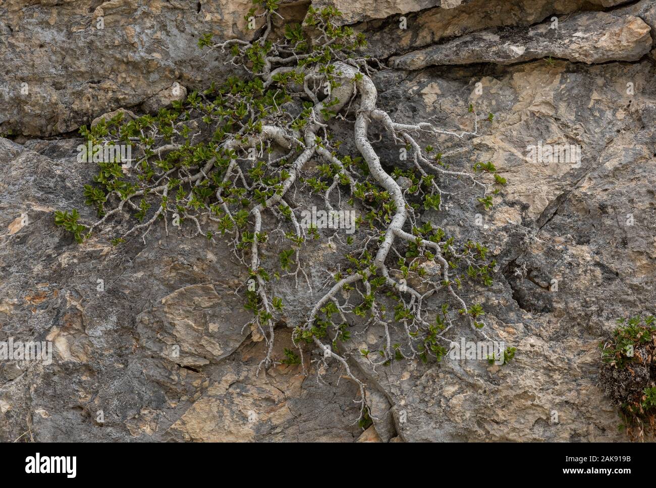 Dwarf buckthorn, Rhamnus pumila; prostrate bush in flower and fruit, on limestone rock. Maritime Alps. Stock Photo
