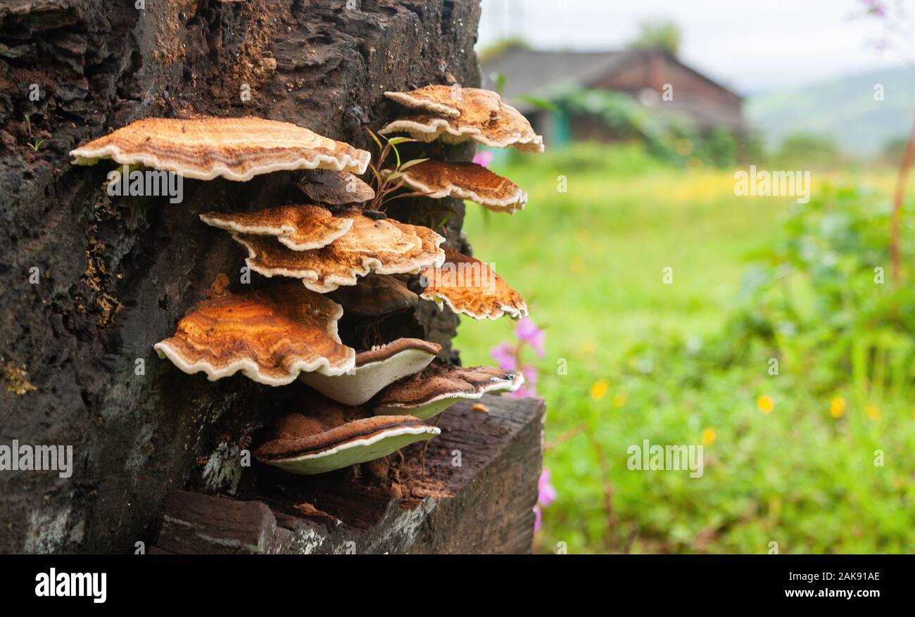 Fungus growing on tree bark shot with a shallow depth of field Stock Photo