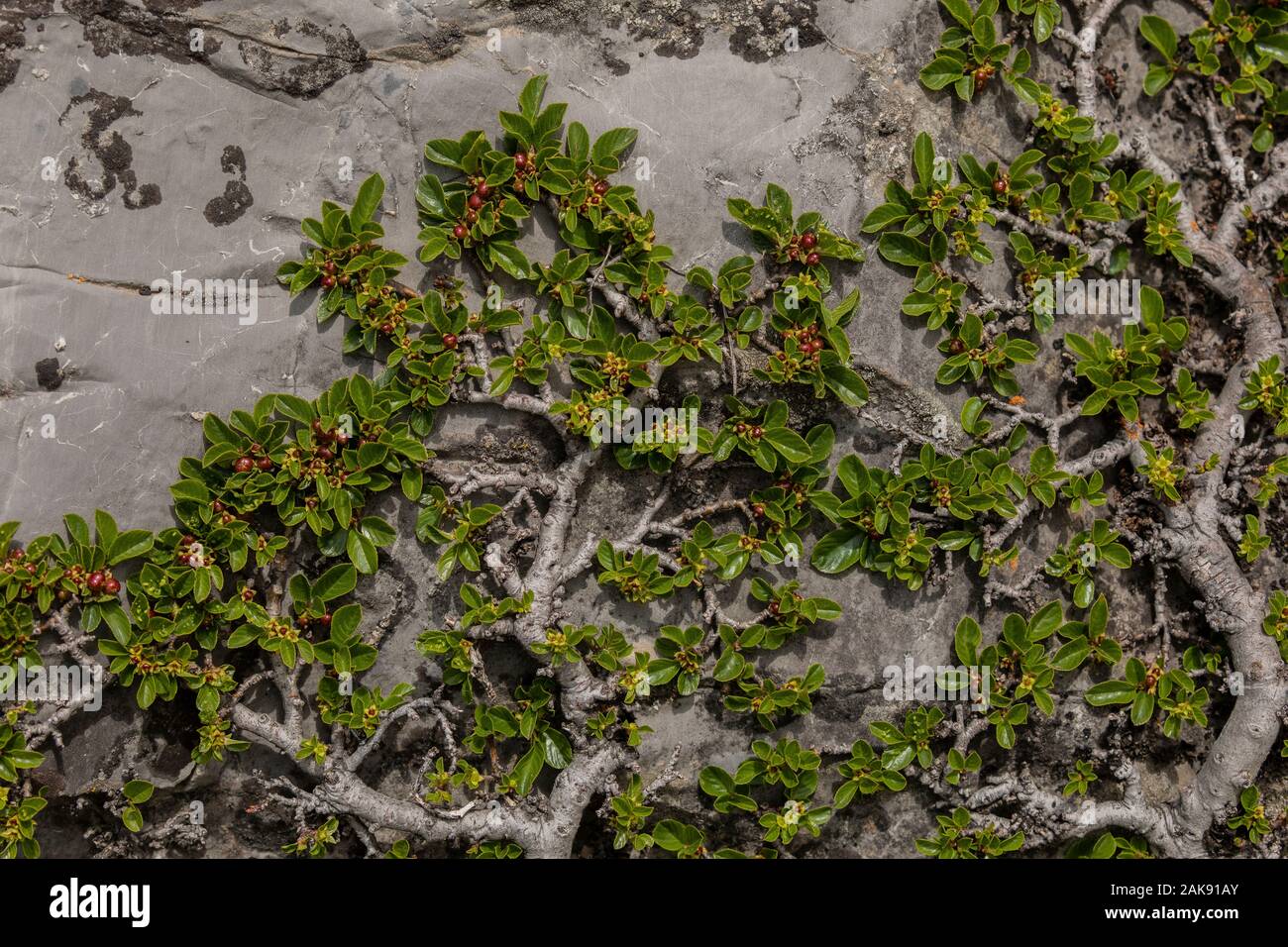 Dwarf buckthorn, Rhamnus pumila; prostrate bush in flower and fruit, on limestone rock. Maritime Alps. Stock Photo