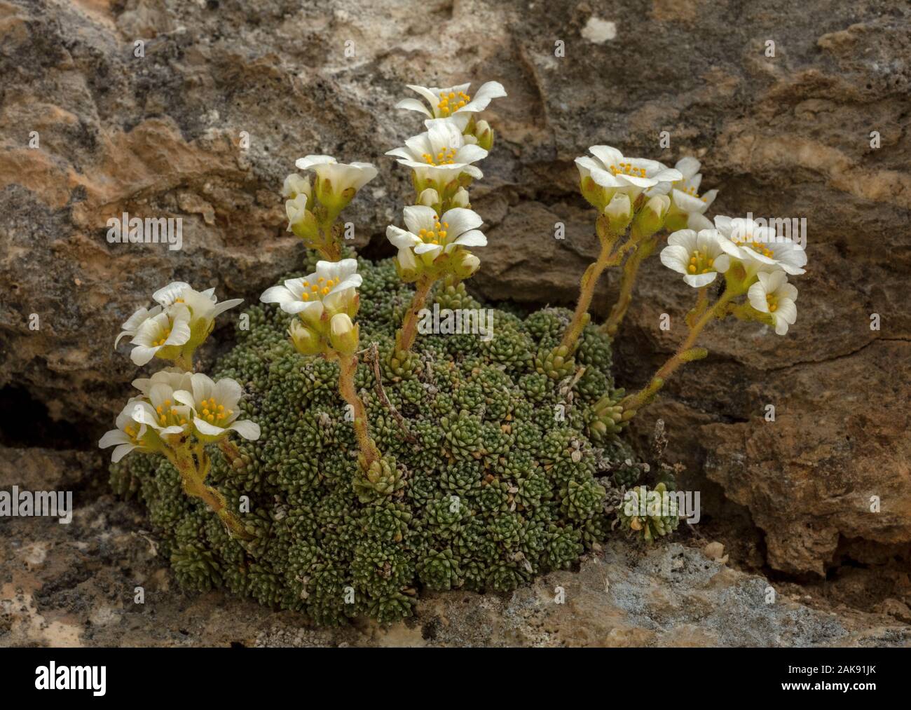 Columnar saxifrage, Saxifraga diapensioides, in flower on limestone, Maritime Alps. Stock Photo