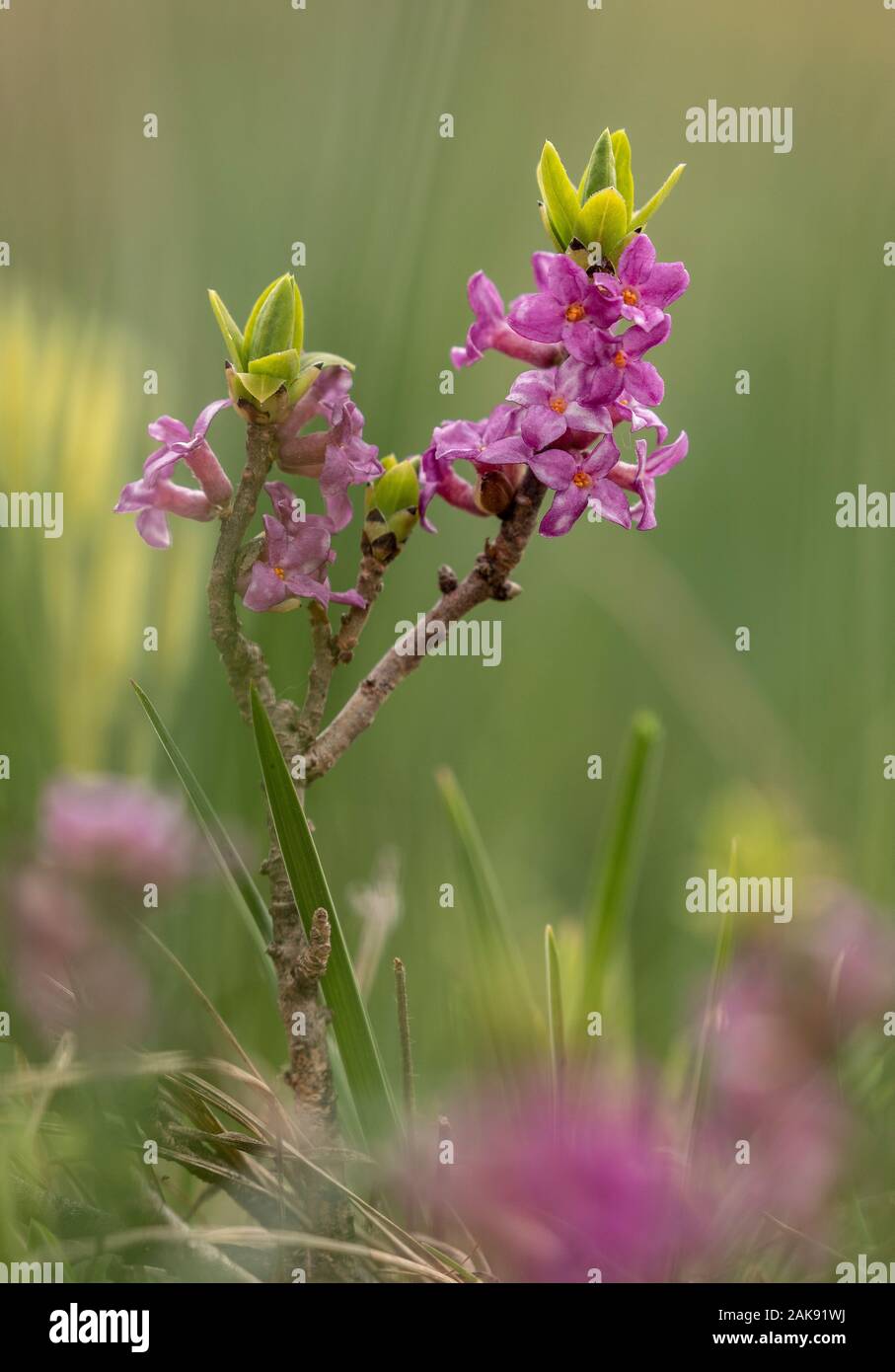 Mezereon, Daphne mezereum, in flower in early spring. Stock Photo
