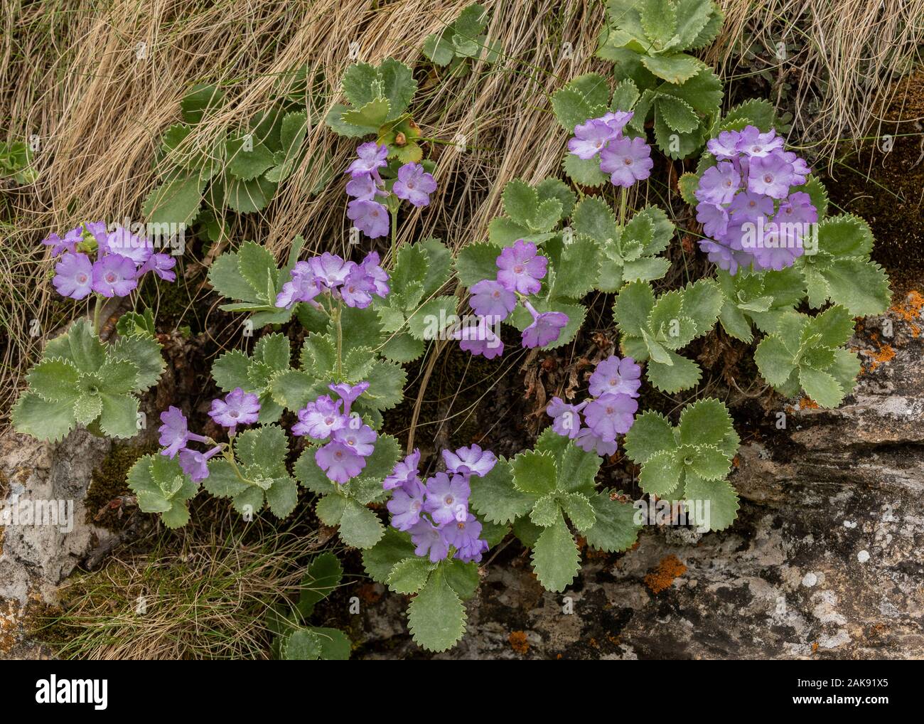 Silver-edged primrose, Primula marginata clump in flower in spring, in the  Maritime Alps Stock Photo - Alamy