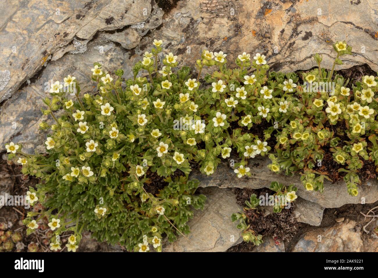 Furrowed Saxifrage, Saxifraga exarata subsp exarata, in flower in the Maritime Alps. Stock Photo