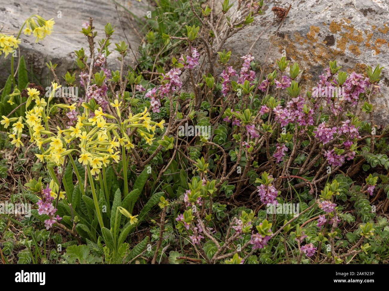 Mezereon, Daphne mezereum, and Oxlips on limestone in flower in early spring, Maritime Alps. Stock Photo