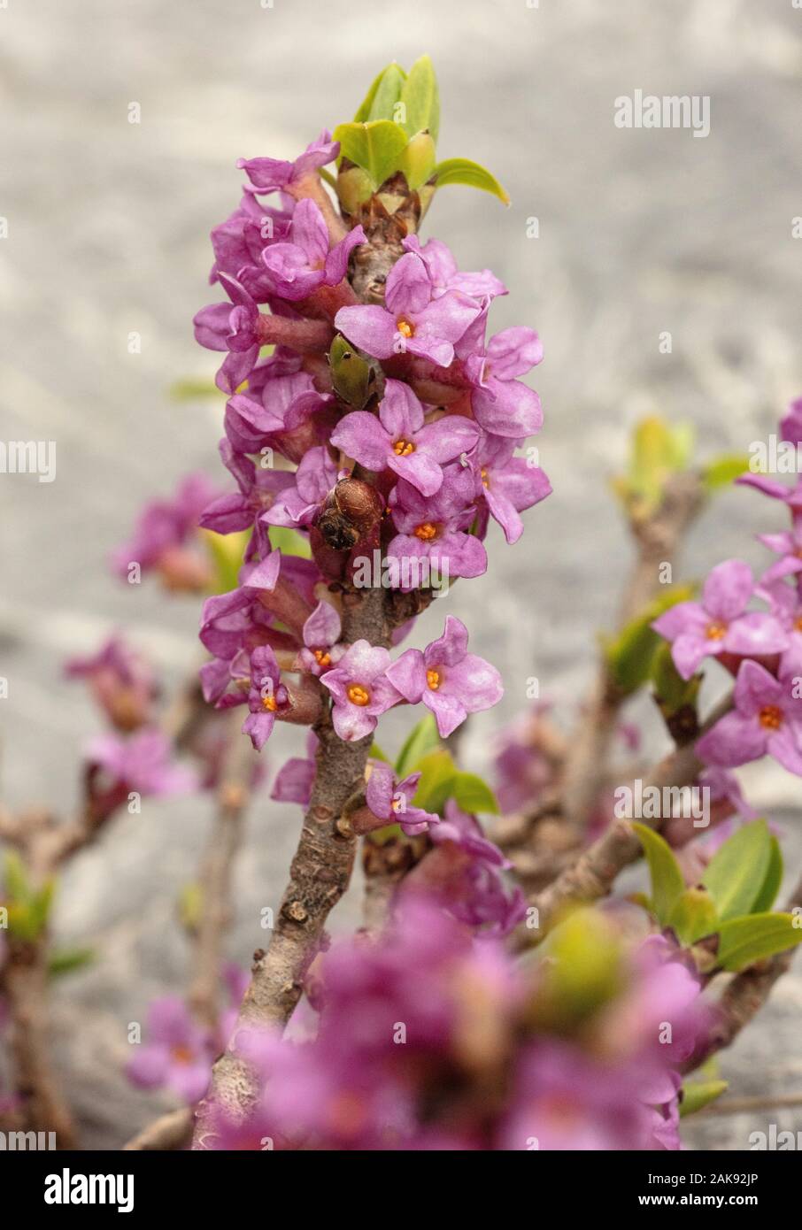 Mezereon, Daphne mezereum, in flower in early spring. Stock Photo