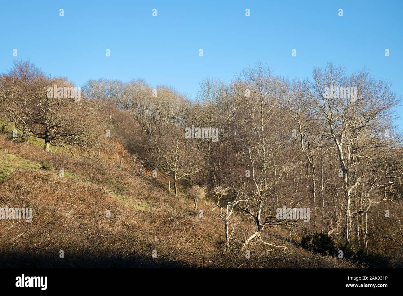 Tree silhouette against blue sky Stock Photo - Alamy