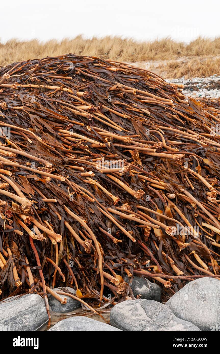 Seaweed/kelp collected on the beach ready for harvesting and to be used as a traditional fertiliser for Hebridean farmers and crofters Stock Photo