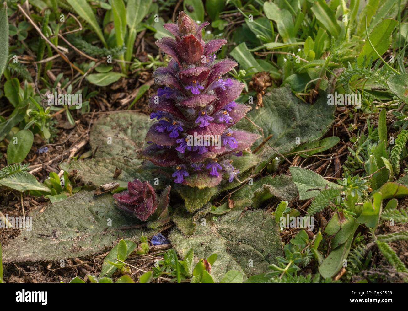 Pyramidal Bugle, Ajuga pyramidalis in flower in mountain grassland. Stock Photo