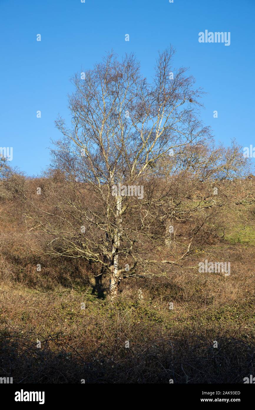 Tree silhouette against blue sky Stock Photo - Alamy