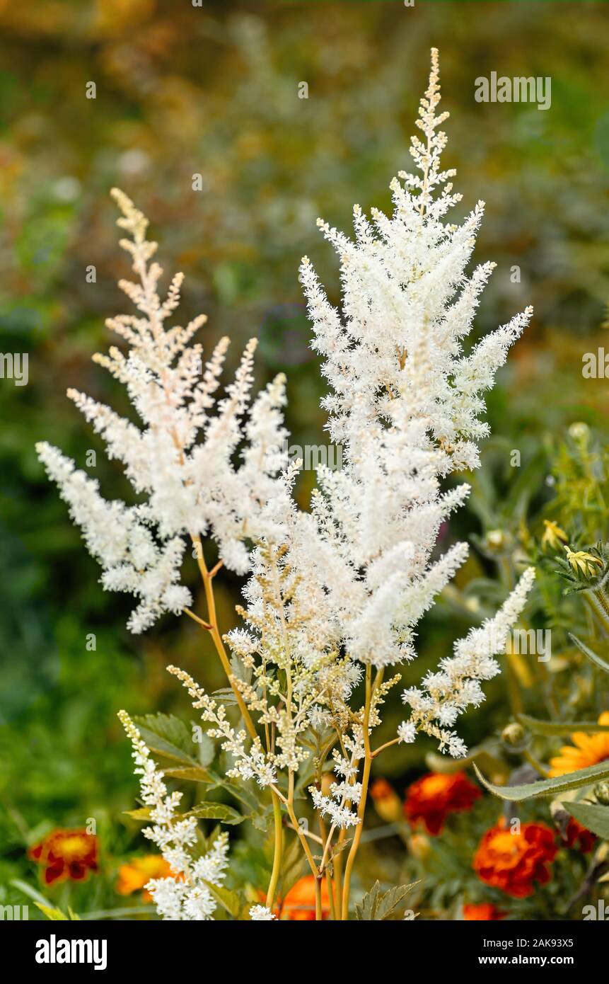 White flowers of Astilbe japonica. Floral delicate background of white astilbe flowers. Close up. Stock Photo