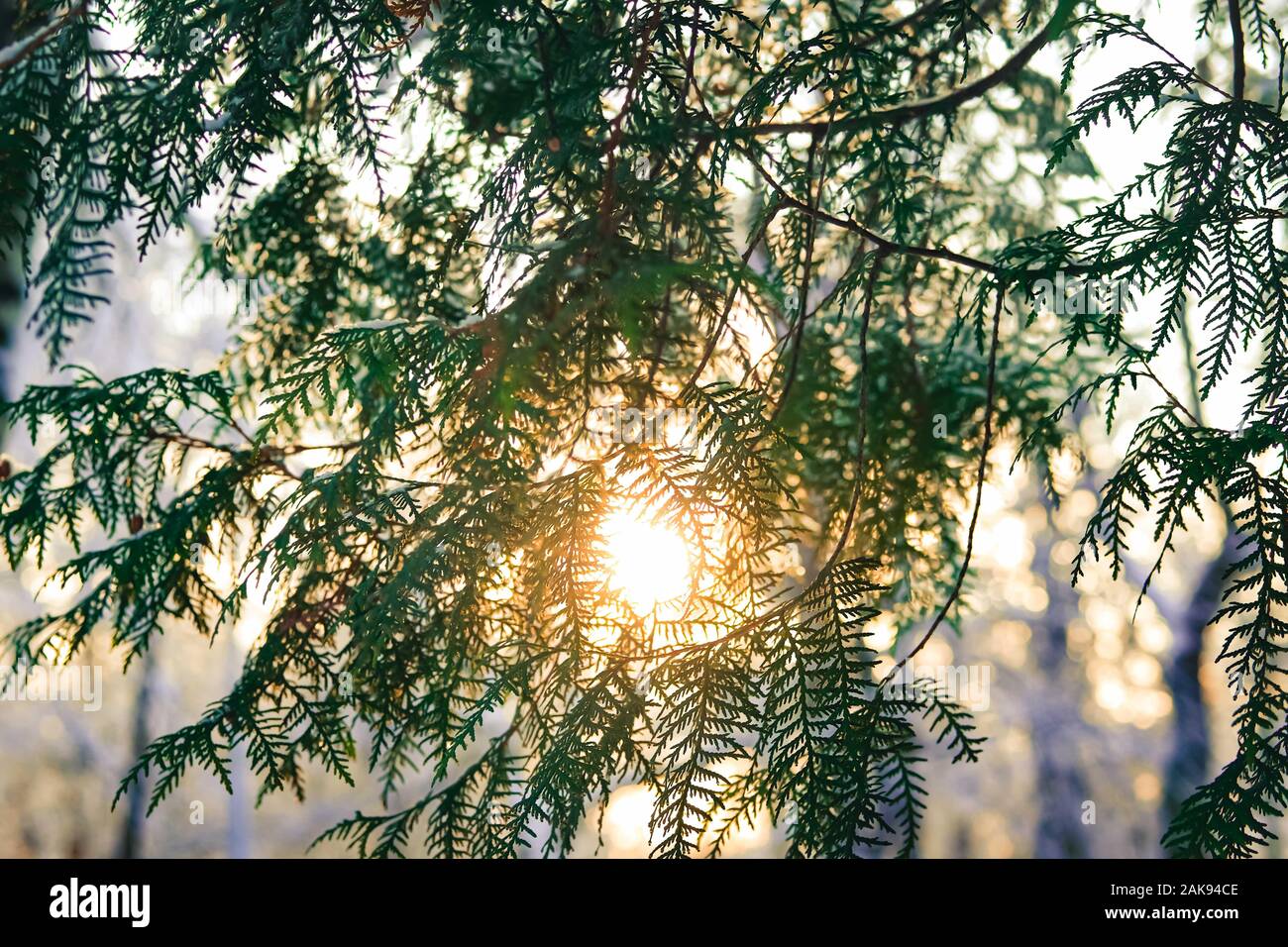 Larch tree branches in sun backlight. Winter day. Stock Photo