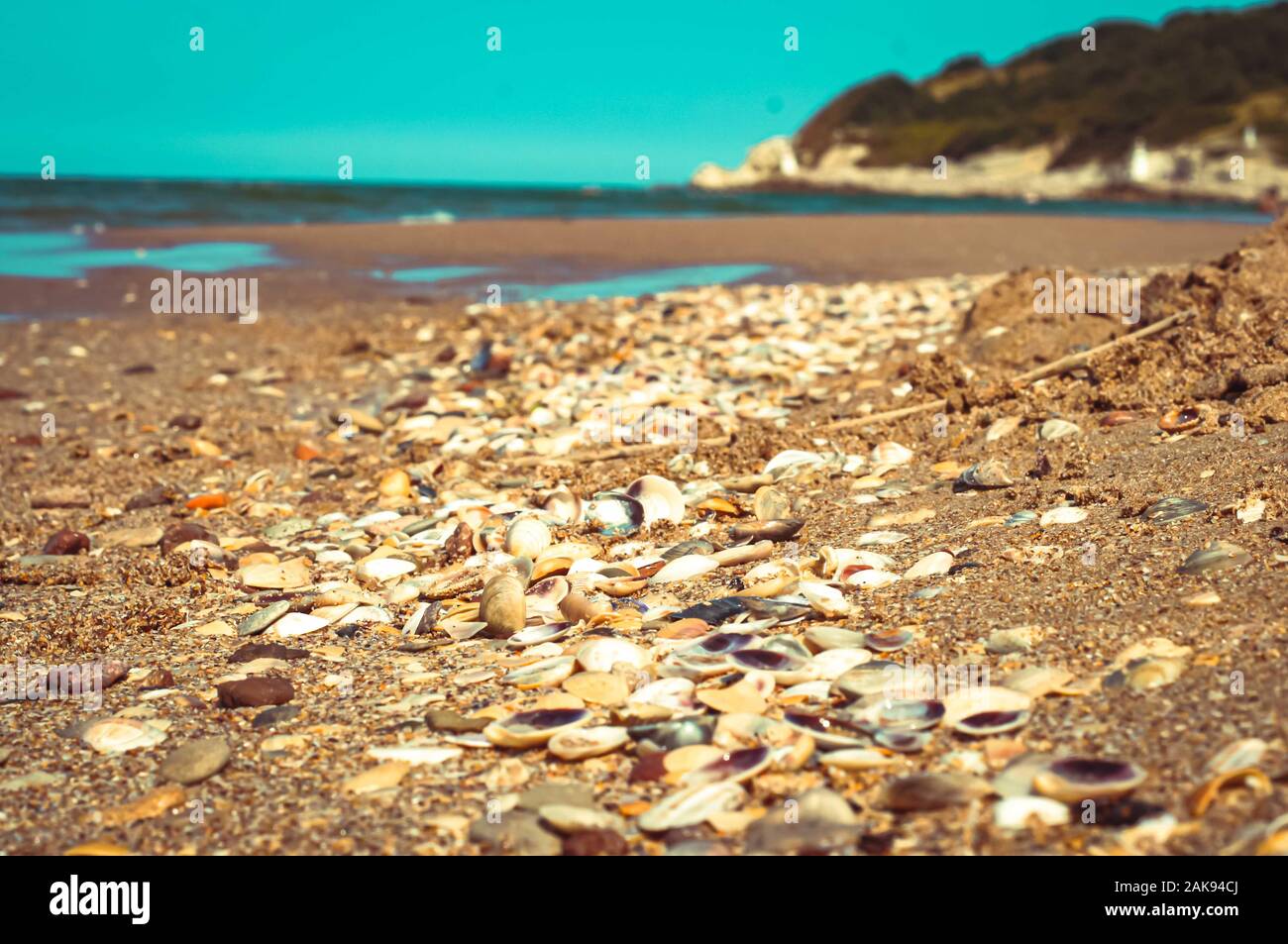 Sea shells collected on sandy beach at the Black Sea, Sile, Istanbul, Turkey. selective focus, vacation concept. Stock Photo