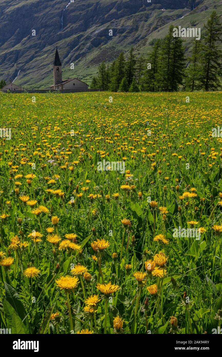 Bessans church, L'église de Bessans, viewed across flowery meadow full of Dandelions. French Alps. Stock Photo