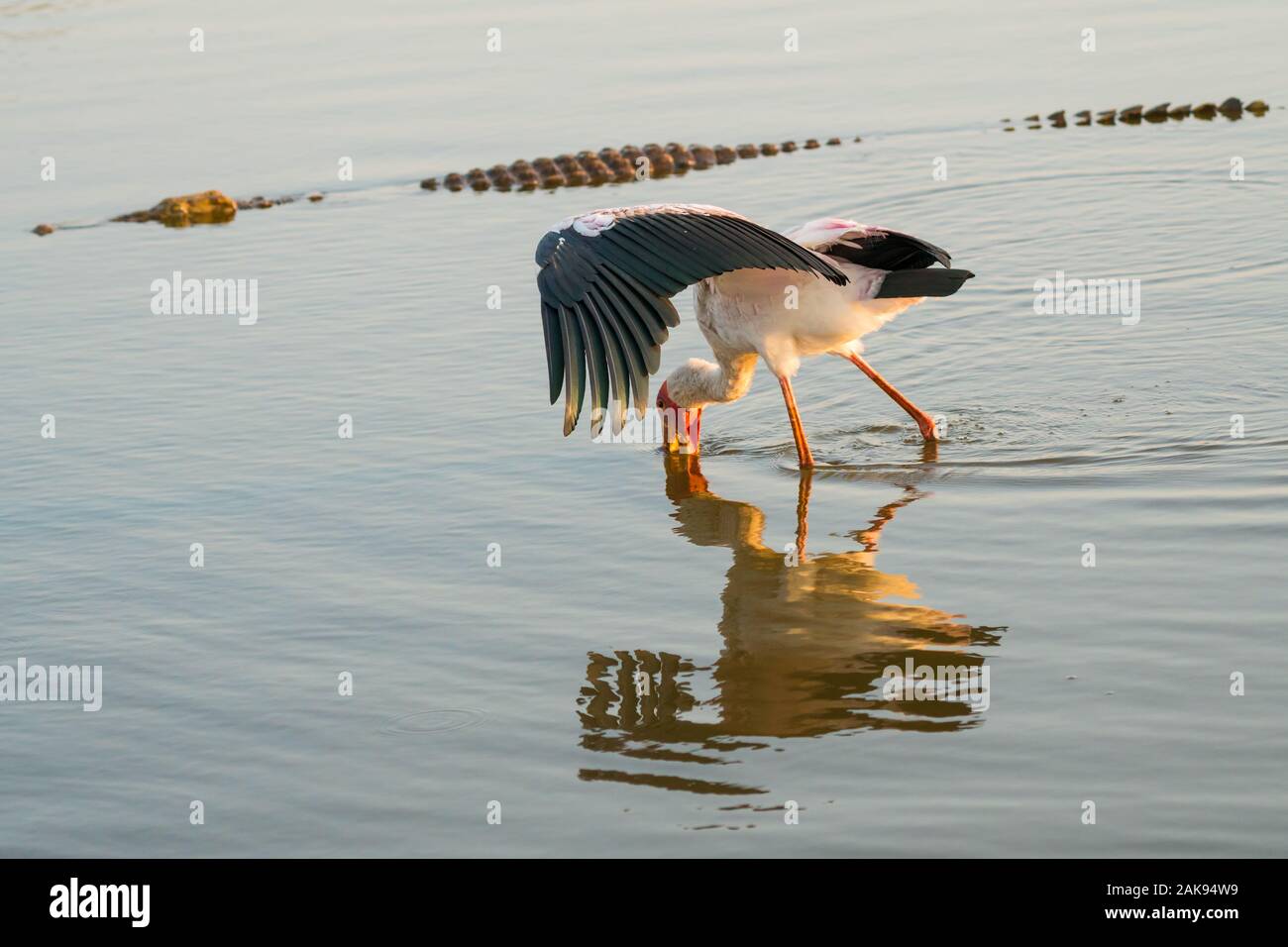 yellow billed stork,wood stork,wood ibis (Mycteria ibis) wading in shallow water with one wing spread out or open as a crocodile floats past at Kruger Stock Photo