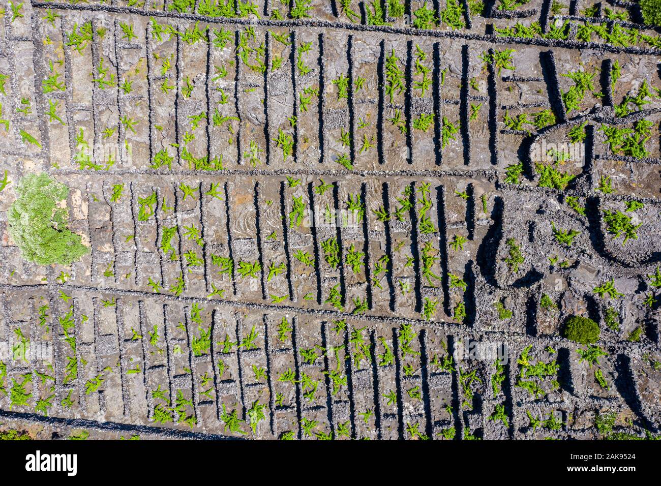 Top aerial view of man-made landscape of the Pico Island Vineyard Culture, Azores, Portugal. Regular pattern of spaced-out, long linear walls running Stock Photo