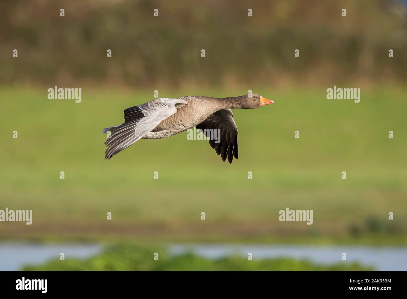 Side view close up of wild UK greylag goose (Anser anser) isolated in midair flight, flying through air, wings spread, over water at wetlands reserve. Stock Photo