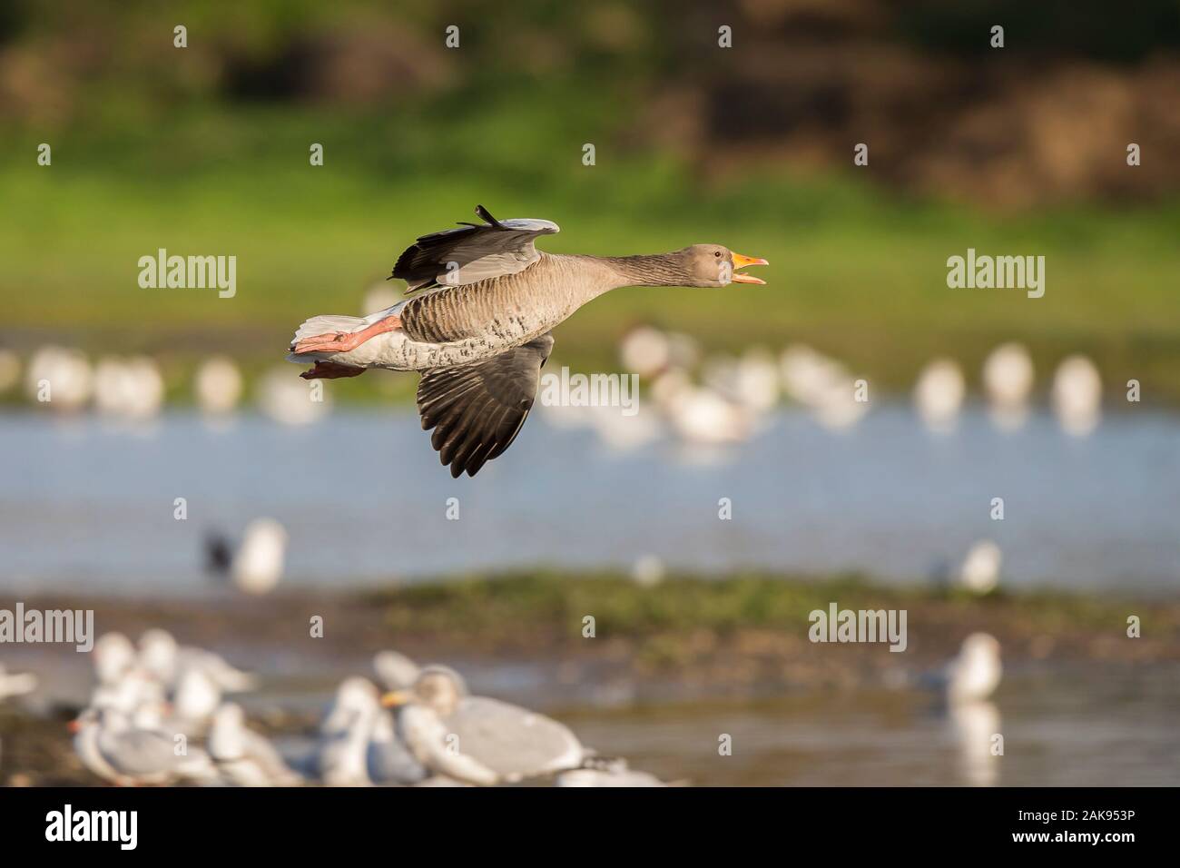 Side view close up of wild UK greylag goose (Anser anser) isolated in midair flight, flying through air, wings spread, over water at wetlands reserve. Stock Photo