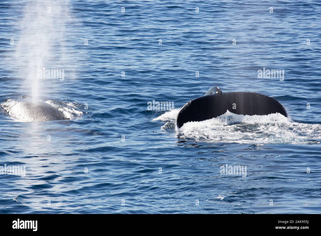 Whales  in Antartica Stock Photo