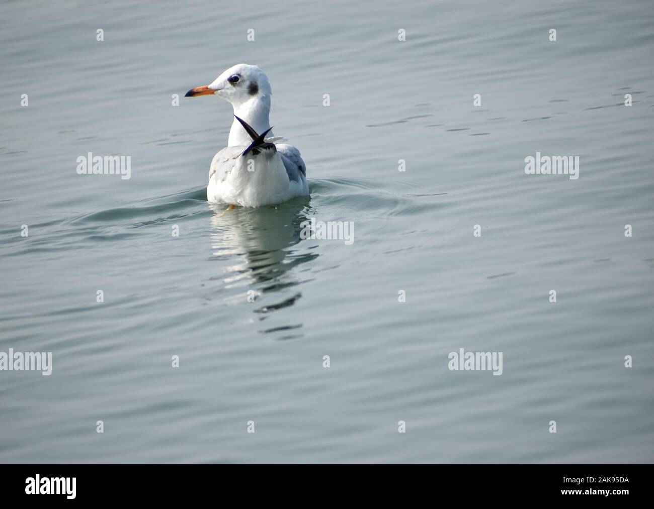 Siberian bird swimming in a lake, migrated from different country Stock Photo