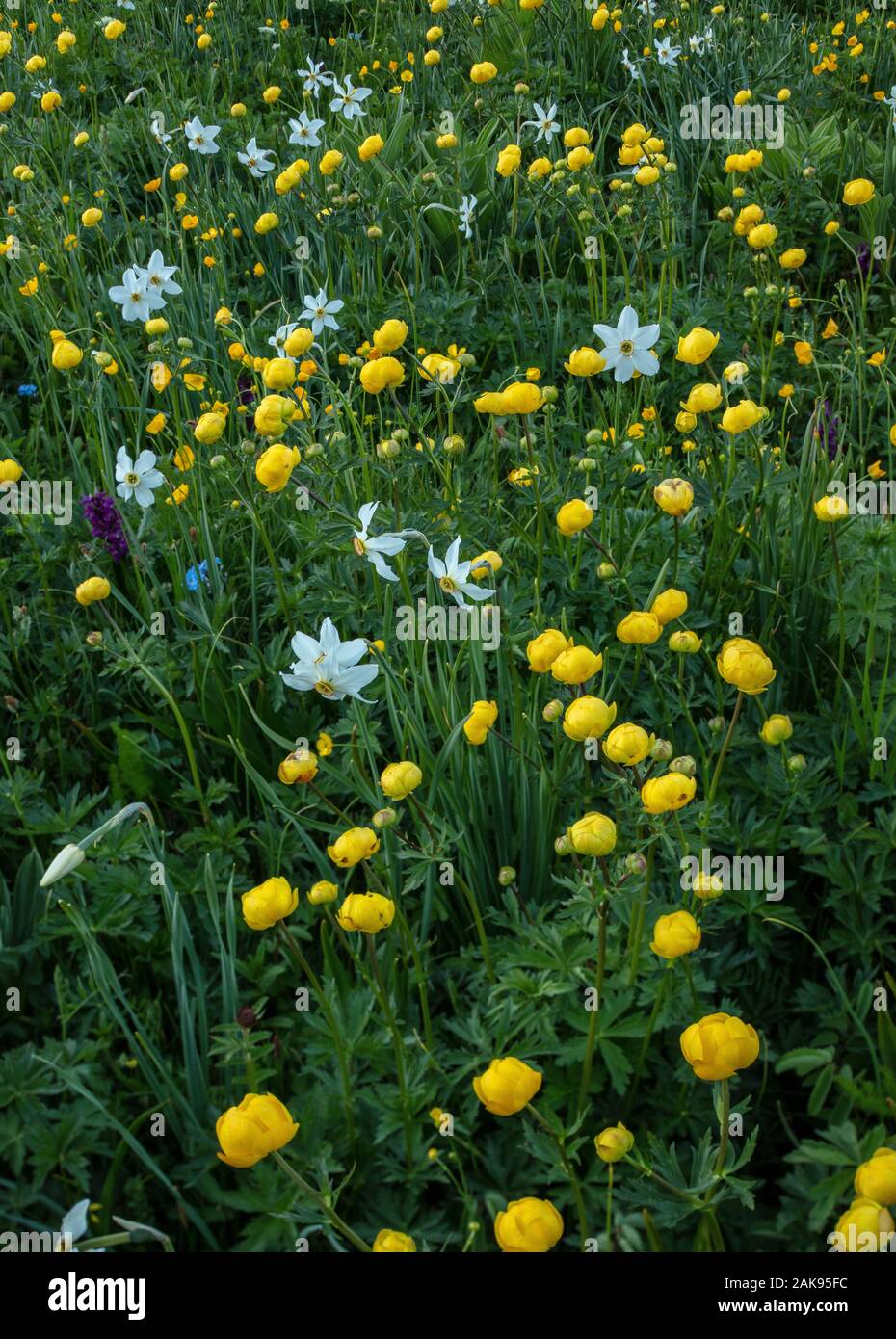 An alpine meadow on the Col du Lautaret, with Pheasant's eye, Globeflowers, Stock Photo