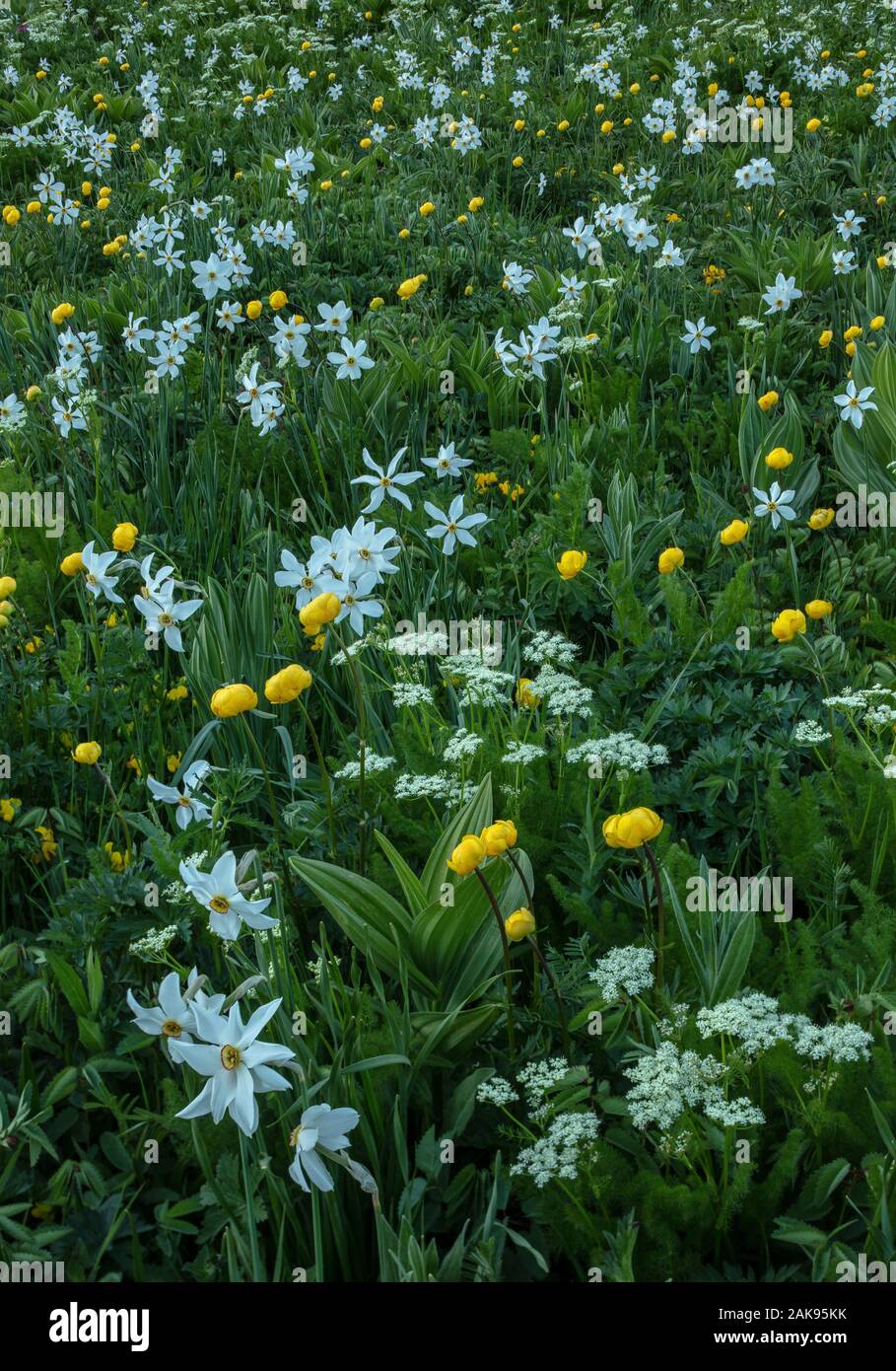 An alpine meadow on the Col du Lautaret, with Pheasant's eye, Globeflowers, Spignel, and White False Helleborine. French Alps. Stock Photo