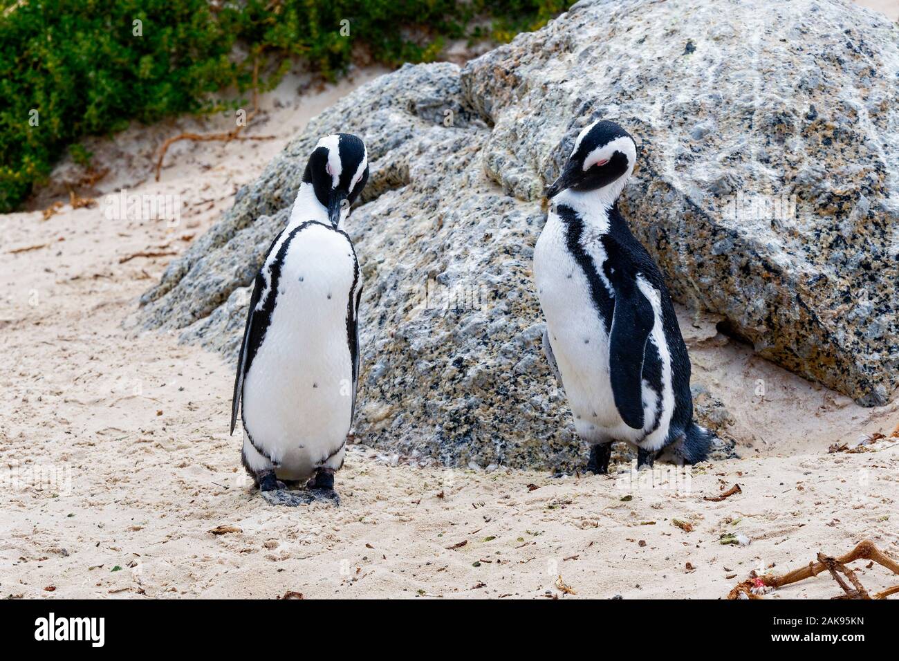Close up of a pair of South African penguins, with heads bowed, standing on Boulders beach Stock Photo