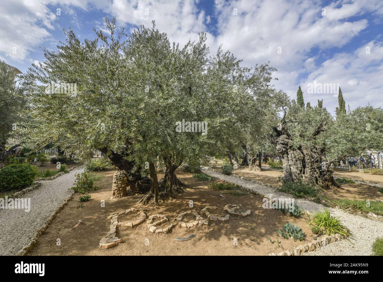 Olivenbaume Garten Gethsemane Olberg Jerusalem Israel Stock