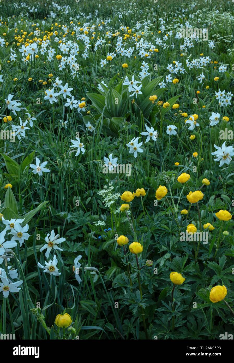 An alpine meadow on the Col du Lautaret, with Pheasant's eye, Globeflowers, and leaves of White False Helleborine. French Alps. Stock Photo