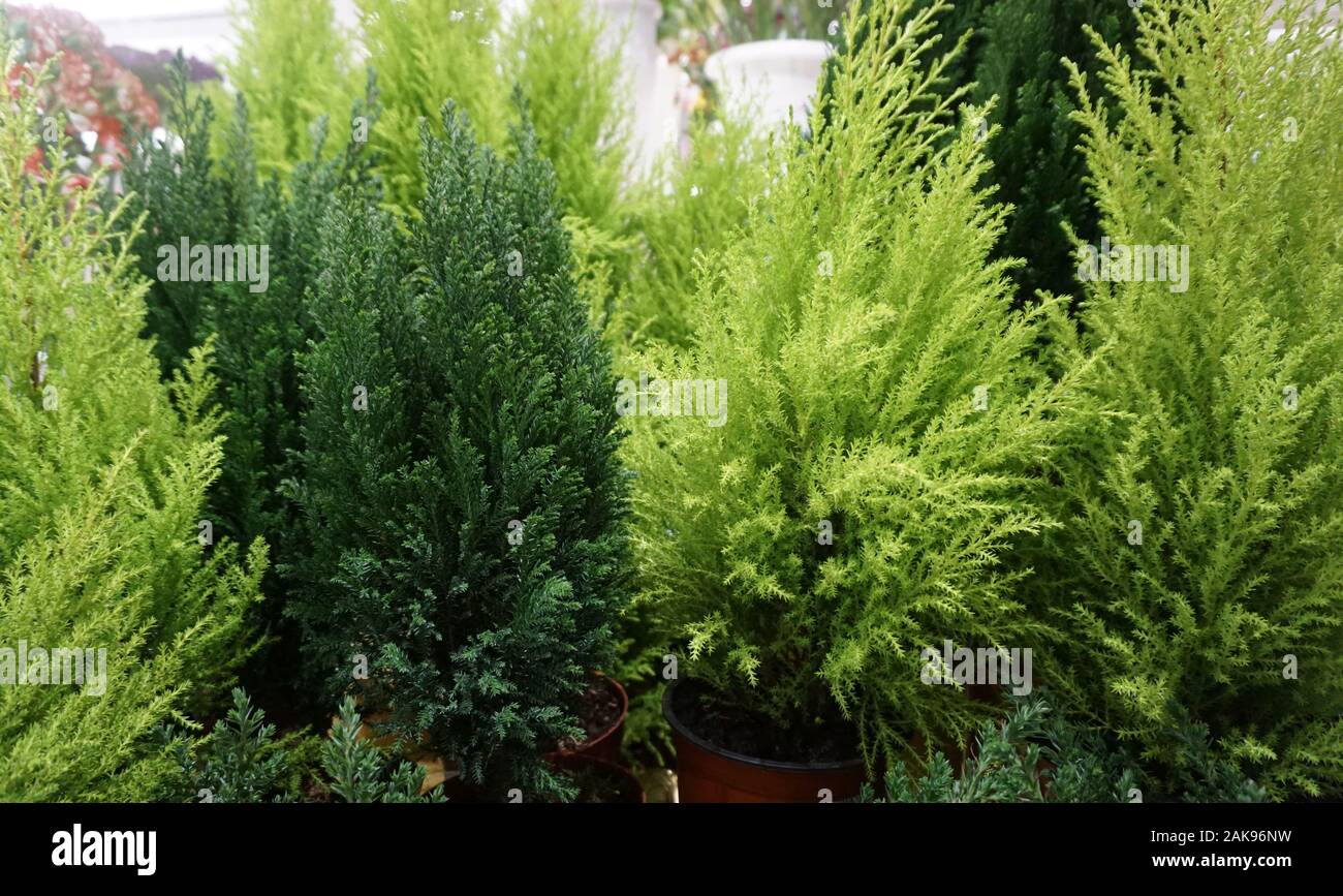 decorative cypress in flower pots Stock Photo Alamy