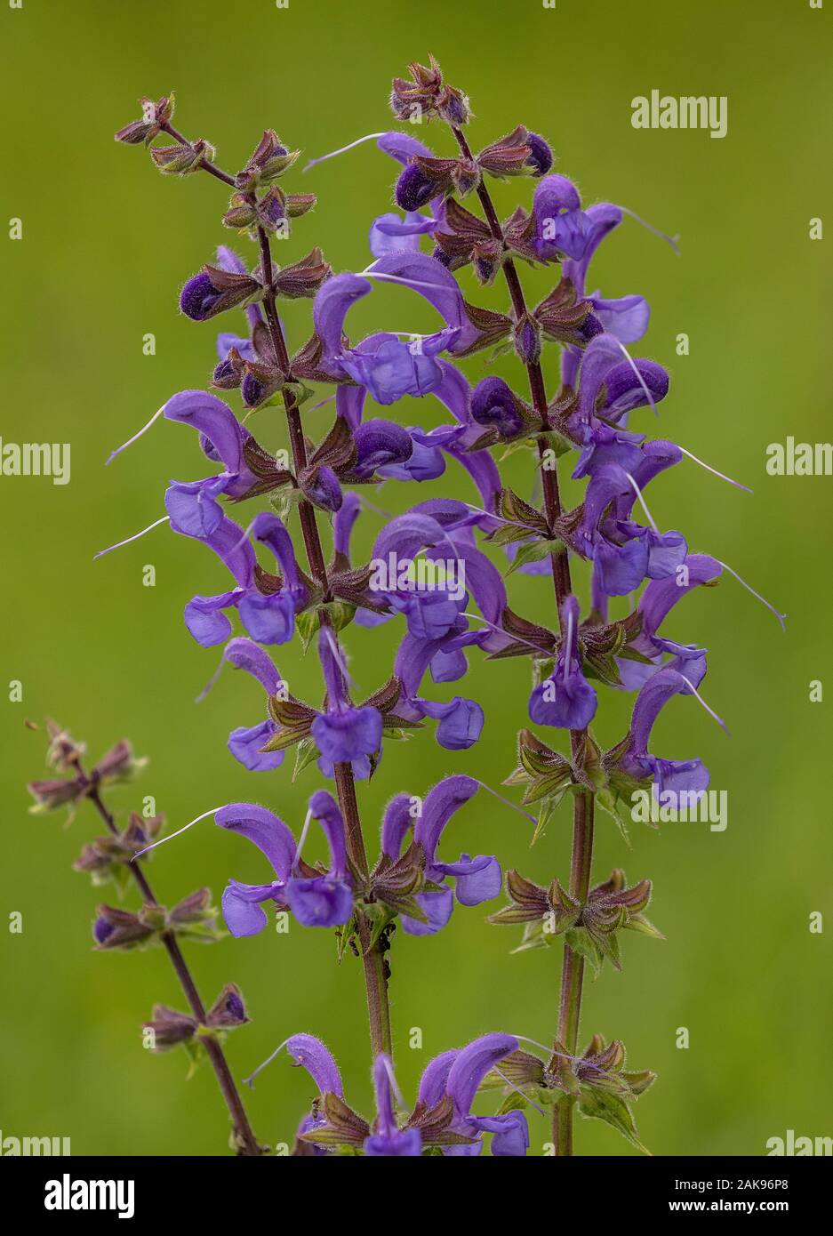 Meadow Clary, Salvia pratensis, in flower in flowery meadow. Very rare in UK Stock Photo