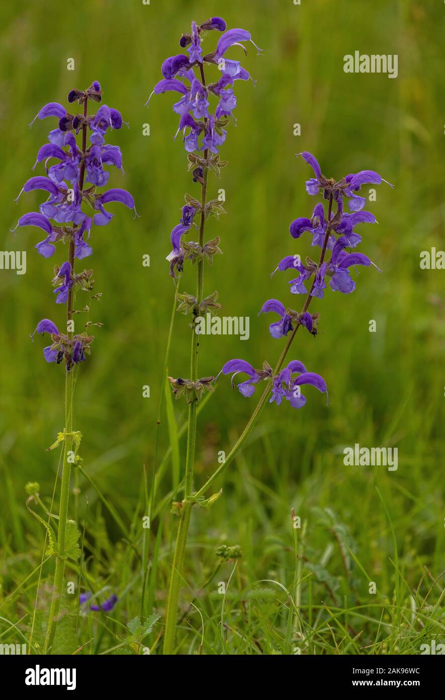 Meadow Clary, Salvia pratensis, in flower in flowery meadow. Very rare in UK Stock Photo