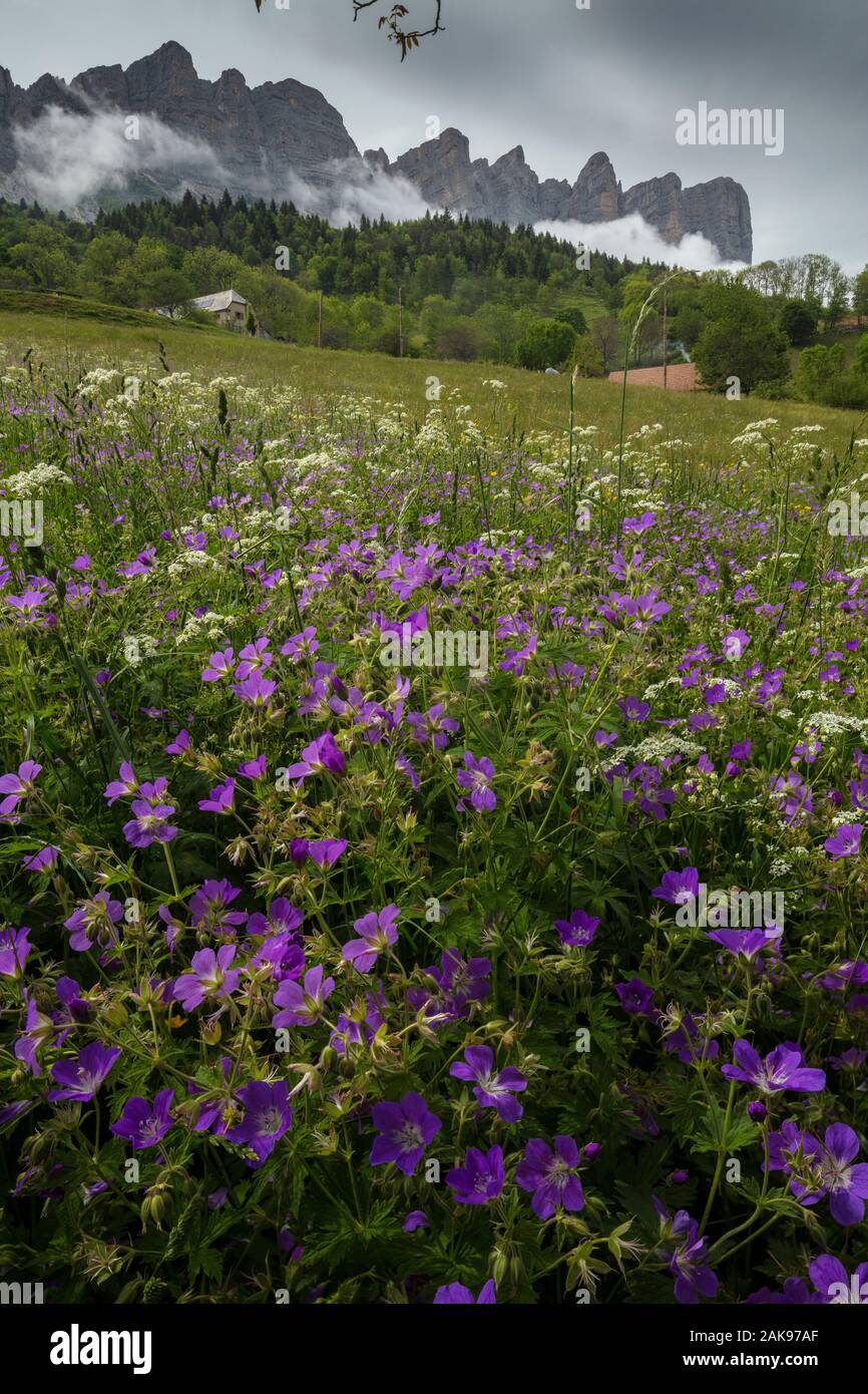 Hay meadow near St. Andeol in the Vercors Mountains with Wood Cranesbill, Geranium sylvaticum, looking up towards the rochers de la Peyrouse. France. Stock Photo
