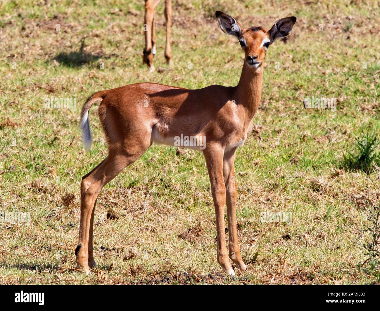 Close up of a young Oribi antelope staning looking at the camera Stock Photo