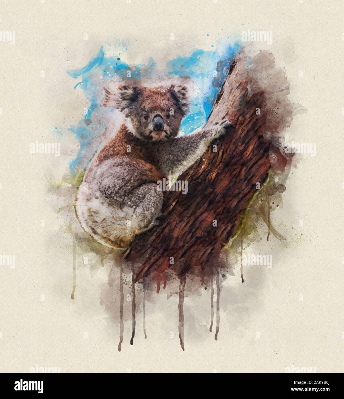 Koala australia wildfire hi-res stock photography and images - Alamy