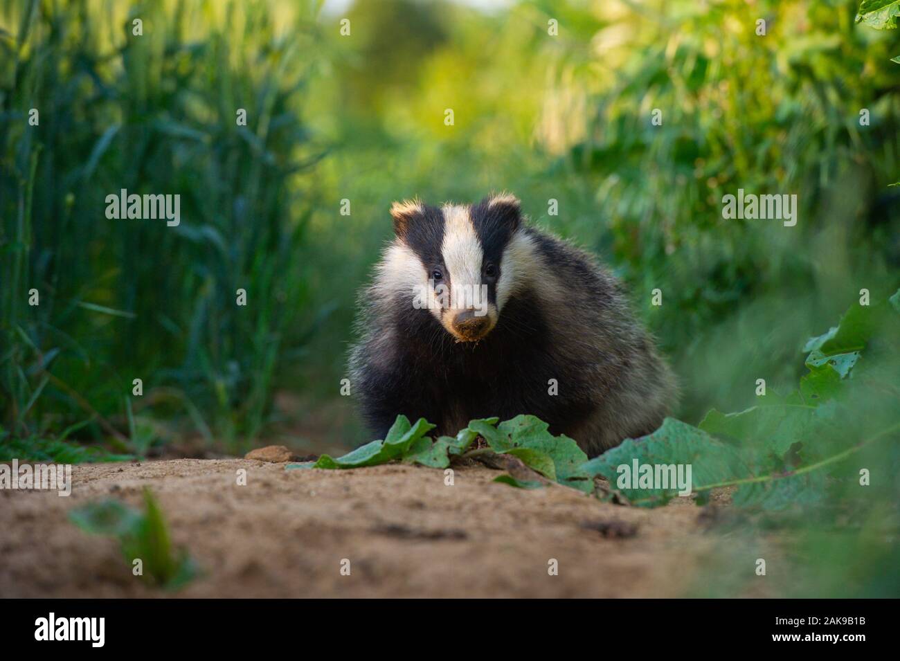 A young badger cub on farmland in the UK. The cub was from a well established sett on a farm, on the edge of a small village in Wiltshire. Stock Photo